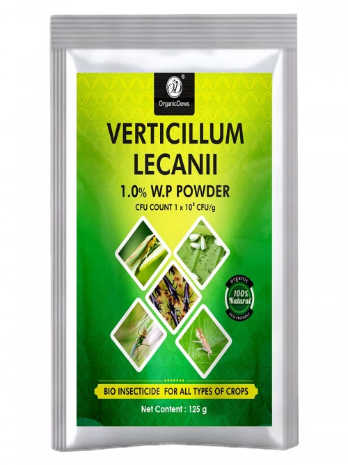 OrganicDews Verticillum lecanii (1x10^8 CFU/g) Bio Insecticide for Plants - Against Sucking Insects Like Aphids, Thrips and Whiteflies